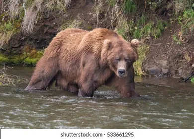 1740499701806-large-muscular-male-grizzly-bear-260nw-533661295.webp
